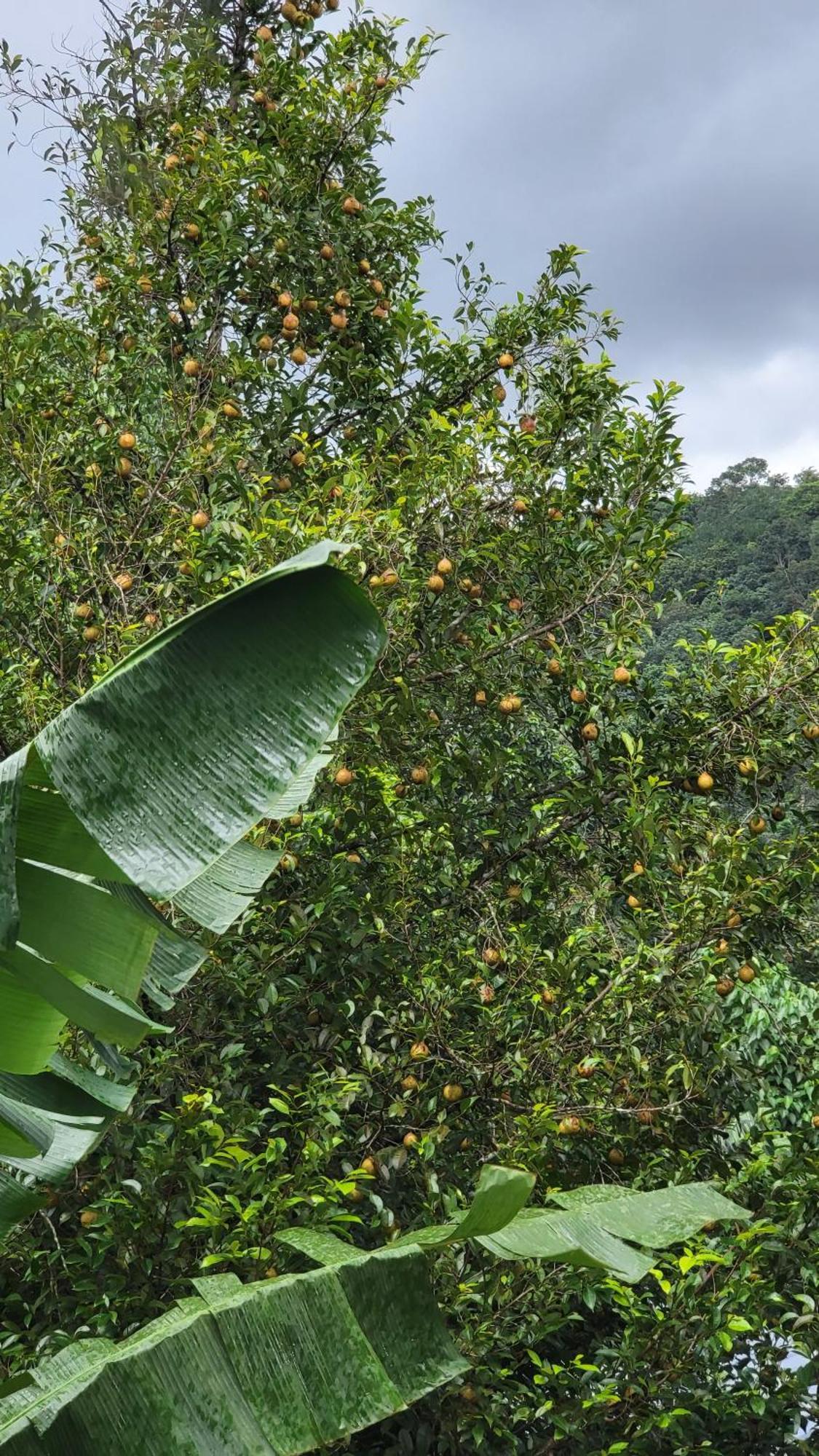 Green Cradle Munnar Exterior photo